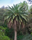 Beautiful huge Palm Trees in tropical forest