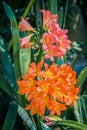 Beautiful, huge, red exotic flower close up Royalty Free Stock Photo