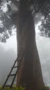 Beautiful huge tree in a misty weather