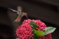 A beautiful humming bird