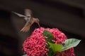 A beautiful humming bird Royalty Free Stock Photo