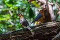 A beautiful humming bird in the jungle