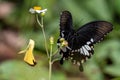 A beautiful humming bird in the jungle