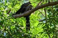 A beautiful humming bird in the jungle