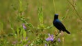 Beautiful humming bird from Sri Lanka