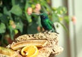 Beautiful hummingbird in Acquario di Genova. Italy, Genova. Royalty Free Stock Photo