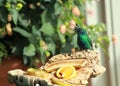 Beautiful hummingbird in Acquario di Genova. Italy, Genova. Royalty Free Stock Photo