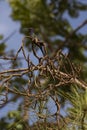 Beautiful hummingbird, black, blue and green Royalty Free Stock Photo