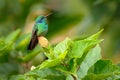 Beautiful hummingbird with blue face. Green Violet-ear, Colibri thalassinus, shiny bird from Colombia. Green bird with green Royalty Free Stock Photo