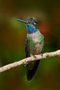 Beautiful hummingbird. Blue and green small bird from mountain cloud forest in Costa Rica. Magnificent Hummingbird, Eugenes