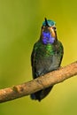 Beautiful hummingbird. Blue and green small bird from mountain cloud forest in Costa Rica. Magnificent Hummingbird, Eugenes