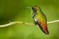 Beautiful hummingbird. Coppery-headed Emerald, Elvira cupreiceps, beautiful hummingbird from, green bird, scene in tropical forest Royalty Free Stock Photo