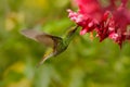 Beautiful hummingbird, Coppery-headed Emerald, Elvira cupreiceps, flying next to nice pink flower, sucking nectar, feeding scene