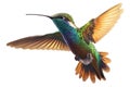 Beautiful Hummingbird in Flight on white background . AI generated Illustration Royalty Free Stock Photo