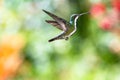 Beautiful hummingbird hovering in the air with colorful bokeh background Royalty Free Stock Photo
