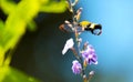 FUN FLIGHT DELICIOUS LOVE HUMMINGBIRD MOTH