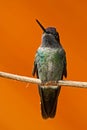 Beautiful hummingbird. Orange and green small bird from mountain cloud forest in Costa Rica. Magnificent Hummingbird, Eugenes