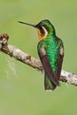 Beautiful hummingbird. Orange and green small bird from mountain cloud forest in Costa Rica. Purple-throated Mountain-gem