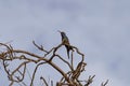 Beautiful hummingbird with sky in the background Royalty Free Stock Photo