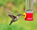 Beautiful Hummingbird wings