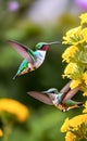 Hummingbirds flying