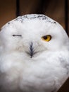 A beautiful and humorous or funny wildlife photograph of a snowy owl winking one of its eyes as it looks at the camera with a