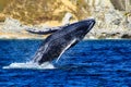 Beautiful humpback whale jumping on the sea surface of the Gulf of California that joins the Sea of Cortes with the Pacific Ocean