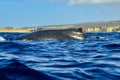Beautiful humpback whale swimming on the sea surface of the Gulf of California that joins the Sea of Cortes with the Pacific Ocean