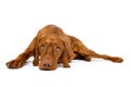 Beautiful hungarian vizsla dog full body studio portrait. Dog lying down and looking up, isolated over white background. Royalty Free Stock Photo