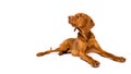 Beautiful hungarian vizsla dog full body studio portrait. Dog lying down and looking to the side over white background. Royalty Free Stock Photo