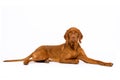 Beautiful hungarian vizsla dog full length studio portrait. Dog lying down and looking at camera over white background. Royalty Free Stock Photo