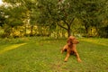 Beautiful hungarian vizsla dog garden portrait. Vizsla hunting dog lying down in the garden during summer sunset. Front view.