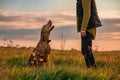 Beautiful Hungarian Vizsla dog and its owner during outdoors obedience training session. Sit and stay command. Royalty Free Stock Photo