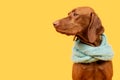 Beautiful hungarian vizsla dog wearing scarf side view studio portrait. Dog sitting and looking to the side over bright yellow.