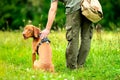 Beautiful Hungarian Vizsla puppy and its owner during obedience training outdoors. Heel command back view.