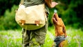 Beautiful Hungarian Vizsla puppy and its owner during obedience training outdoors. Sit command side view.