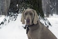beautiful hunting dog Weimaraner looking at the camera for a walk in the woods portrait