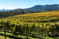 Vineyard in the Huon Valley, Tasmania Royalty Free Stock Photo