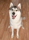 Beautiful huskies dog on floor in room alone