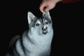 Beautiful husky dog licks a spoon with food