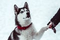 husky dog gives paw to his mistress on walking in the park in winter Royalty Free Stock Photo