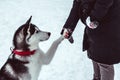 husky dog gives paw to his mistress on walking in the park in winter Royalty Free Stock Photo