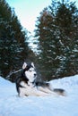 Beautiful Husky dog lies on snow in winter forest. Noble black and white Siberian husky with blue eyes looking to side. Royalty Free Stock Photo