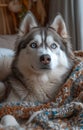 Beautiful husky dog is lying on the bed and looking at the camera. Big husky dog is next to a bed