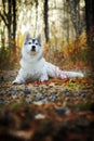 Beautiful husky dog outdoors