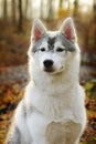 Beautiful husky dog