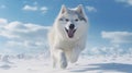 Beautiful Husky dog runs through the snow in winter to meet its owner, AI