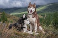 Beautiful husky dogs, walk in the mountains. Royalty Free Stock Photo