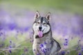 Husky in flowers