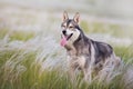 Husky in salvia